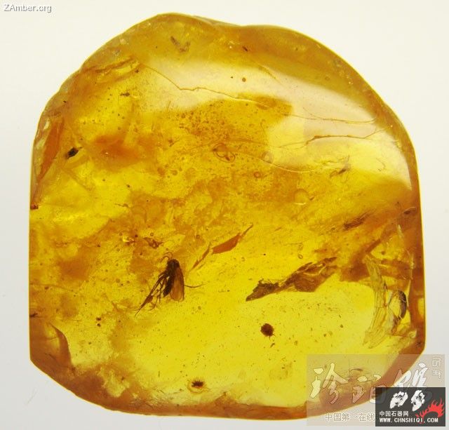 波罗的海雌介壳虫（一）5.jpg