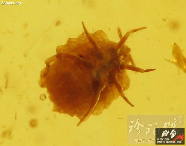 波罗的海雌介壳虫（一）3.jpg