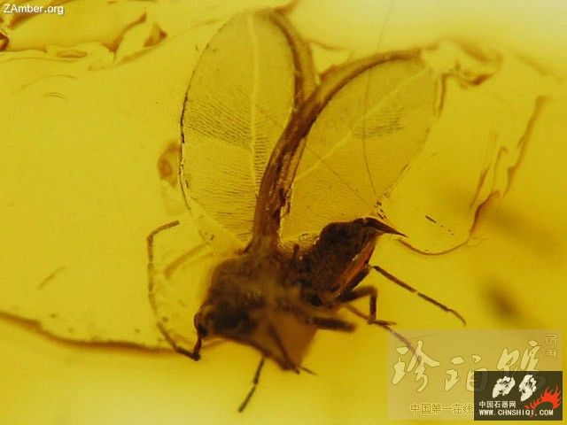 波罗的海雄介壳虫1.jpg