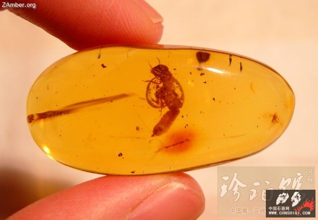 多米尼加白蚁和蛹3.jpg