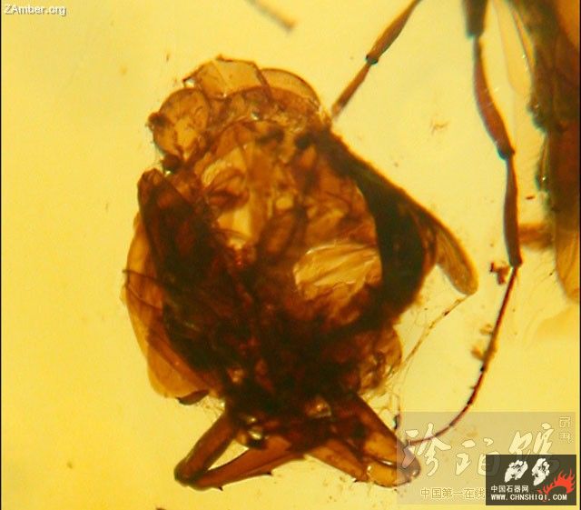 多米尼加腊蝉蛛网1.jpg