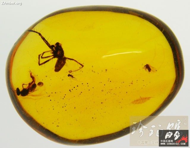 多米尼加蜘蛛和无刺蜂9.jpg