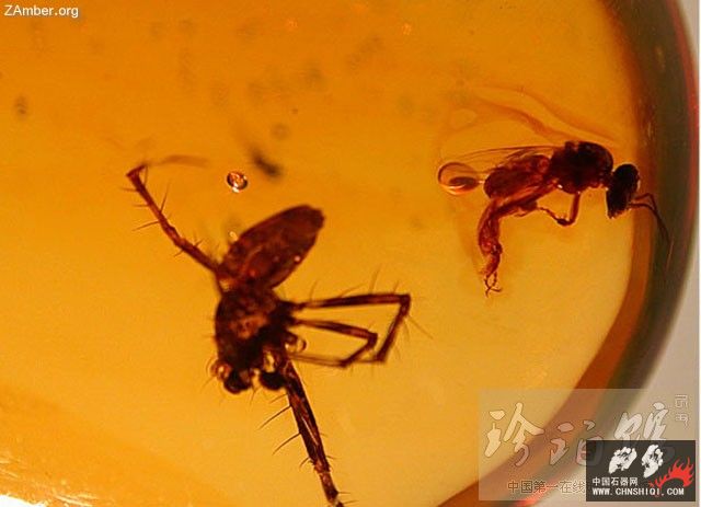 多米尼加蜘蛛和无刺蜂3.jpg