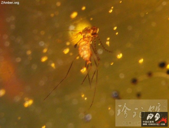 多米尼加蜘蛛和无刺蜂5.jpg