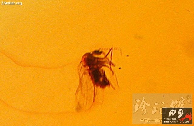 多米尼加蜘蛛和无刺蜂8.jpg