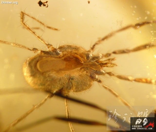 多米尼加绒螨和工蚁3.jpg
