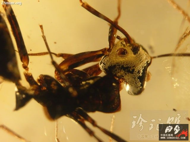 多米尼加绒螨和工蚁2.jpg