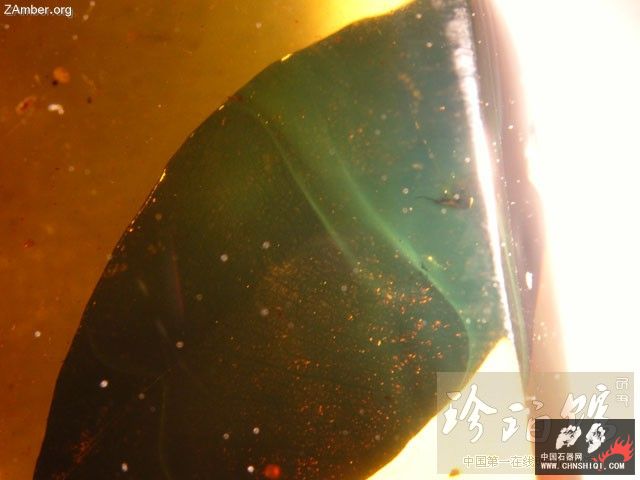暗潮涌动 多米尼加植物珀2.jpg