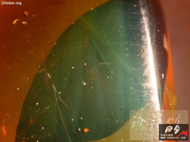 暗潮涌动 多米尼加植物珀4.jpg