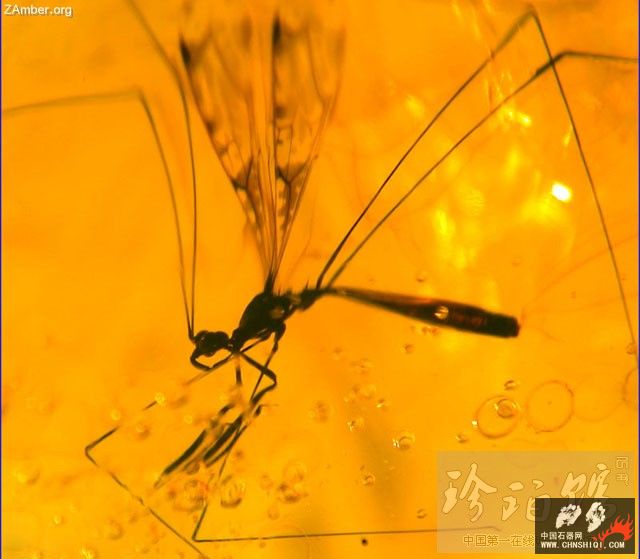 多米尼加猎蝽（三）-- 细脚蝽1.jpg