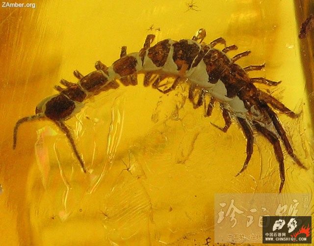 波罗的海蜈蚣1.jpg