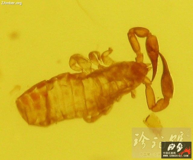 波罗的海拟蝎蜕壳1.jpg