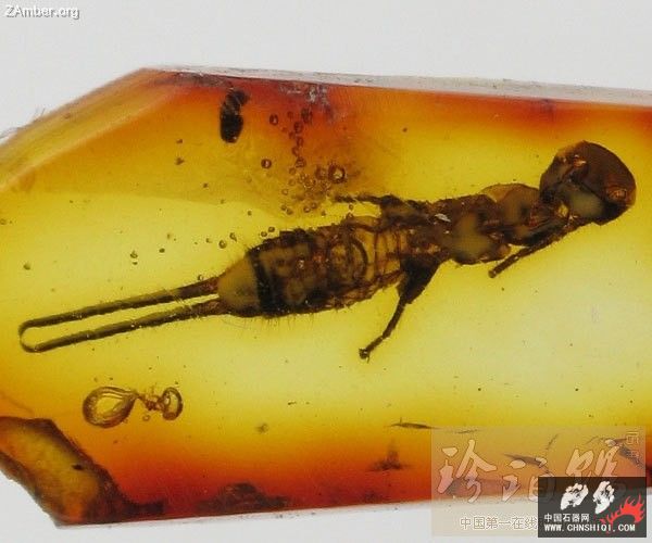 波罗的海蠼螋蜕壳2.jpg