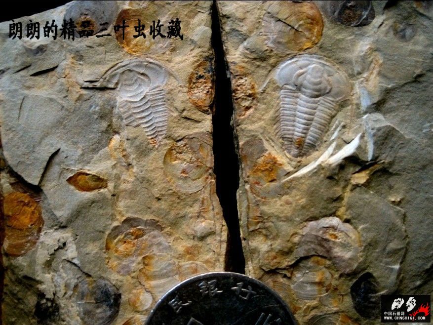 满苏氏莱德利基虫（Redlichia mansuyi).jpg