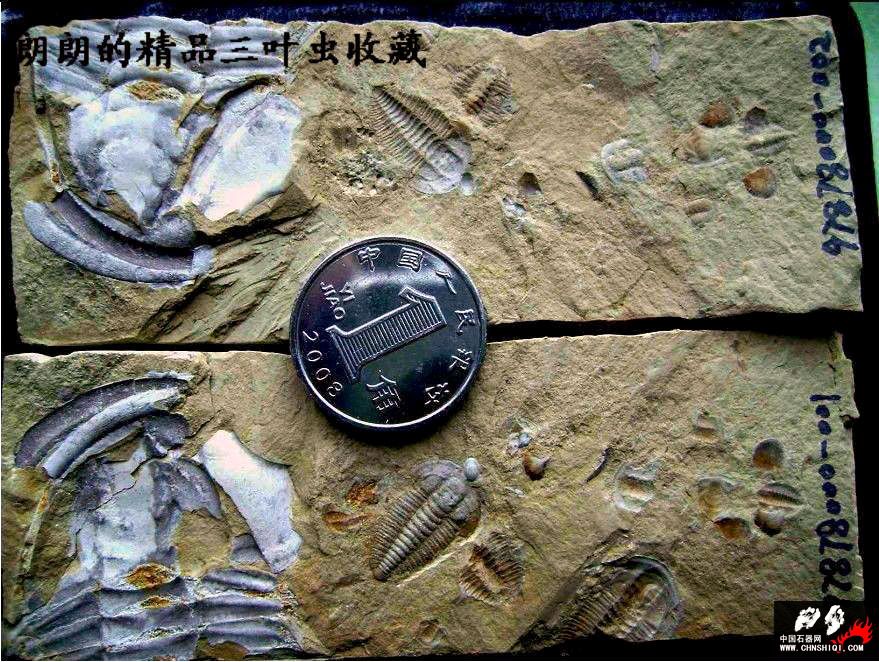 兰氏小古油栉虫 （Palaeolenus  lantenoisi  Mansuy）.jpg