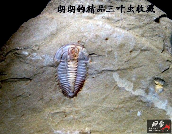 杜氏小古油栉虫 （Palaeolenus  lantenoisi  Mansuy）.jpg