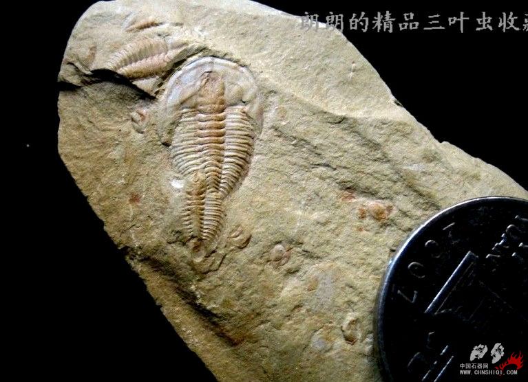 戴氏大古油栉虫 （Megapalaeplenus  deprati  Mansuy）.jpg