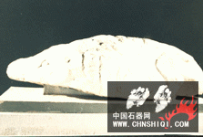 野猪.gif