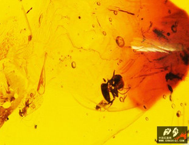 树皮虱和蚂蚁 天然多米尼加琥珀 053324.jpg