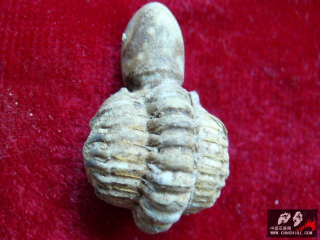 S1030176.JPG