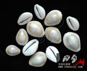 金環寶螺#2.jpg