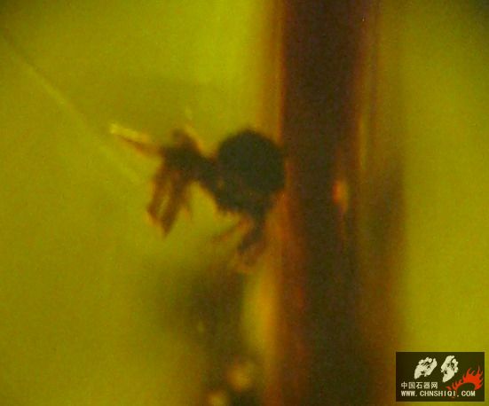 照片02.JPG