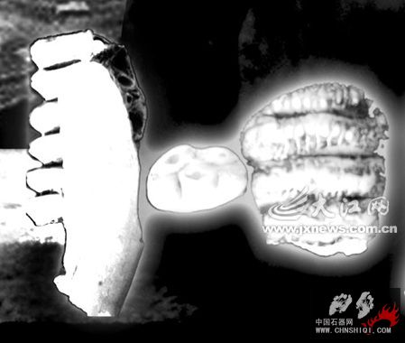 从左为鹿、大熊猫、剑齿象化石.jpg