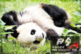 资料图片：国宝大熊猫（来源：新文化报）.jpg