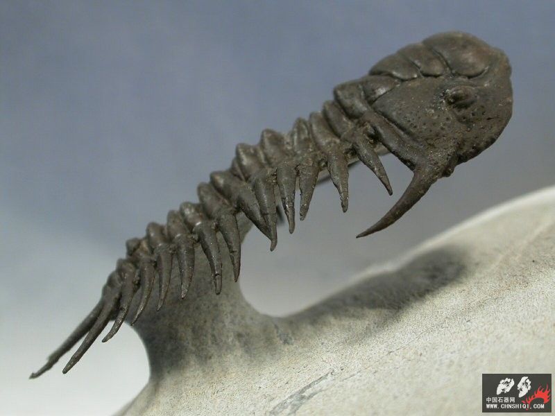 Crotalocephalus-L[1]_conew2.jpg