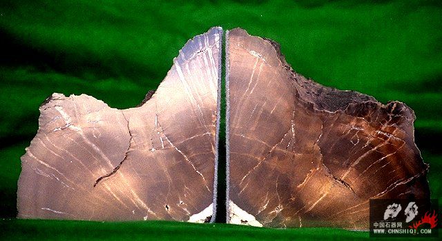 Black Woodworthia oldest Triassic Era tree.jpg