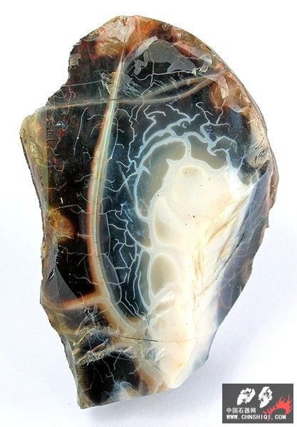 Opalized wood  Virgin Valley area2.jpg