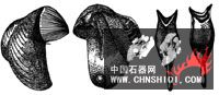 船蛆蛤上图已是实际尺寸.jpg
