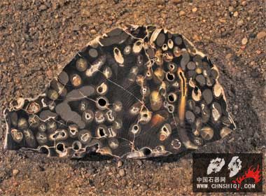 船蛆teredo 60 to 80 million years  Paleocene Epoch..jpg