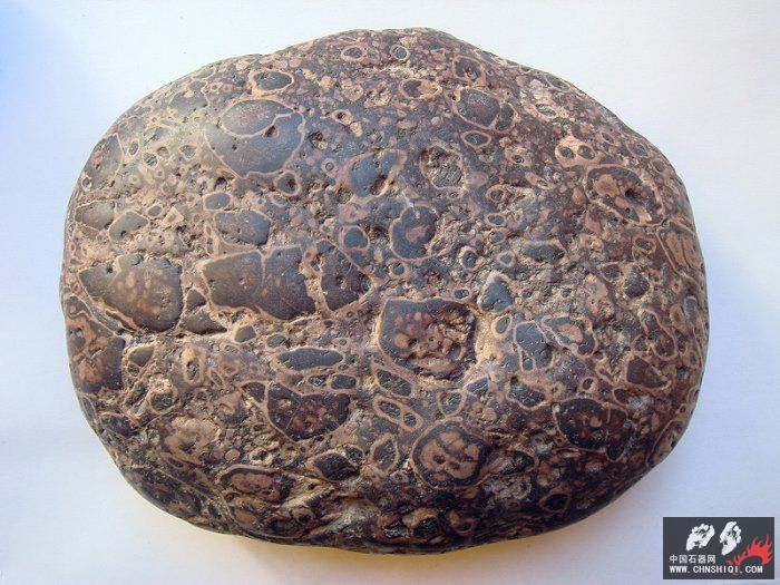 鲕状灰岩（oolitic limestone）2.jpg