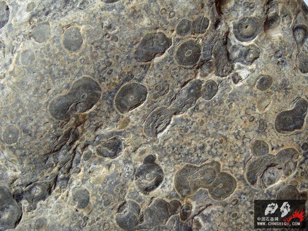 鲕状灰岩（oolitic limestone.jpg