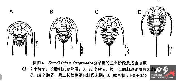 Cambrian.jpg