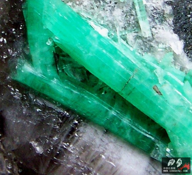 10-9标本P 007.jpg