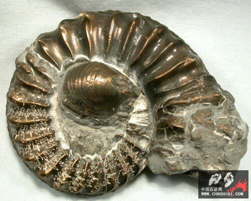 Ammonite_12a.jpg