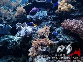 4a77b2af8e5c61f07cd92a9b小叶.jpg