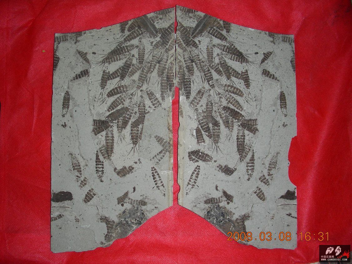 Mk-1-2三尾拟蜉蝣（群体，对开）。产地：义县时代：晚侏罗纪.JPG
