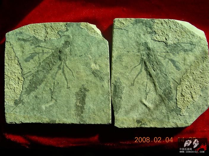 Mk-2蜻蜓幼虫－中白虫。ASD产地：北票。时代：侏罗纪.JPG