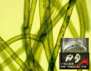 Culturing alga vaucheria.jpg