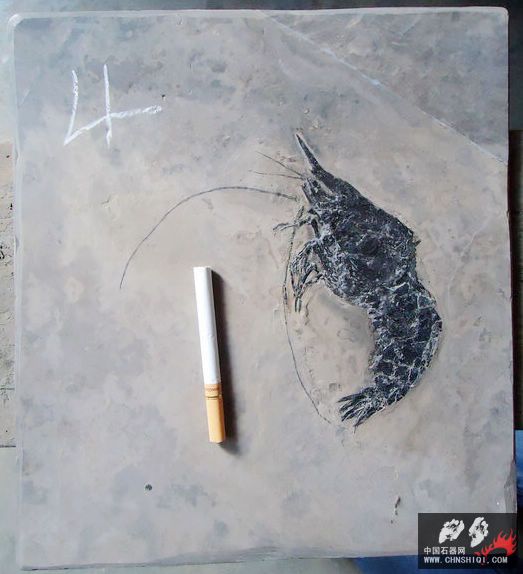 虾化石4.jpg