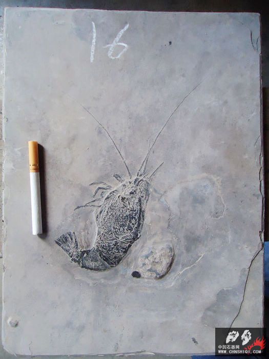 虾化石16.jpg