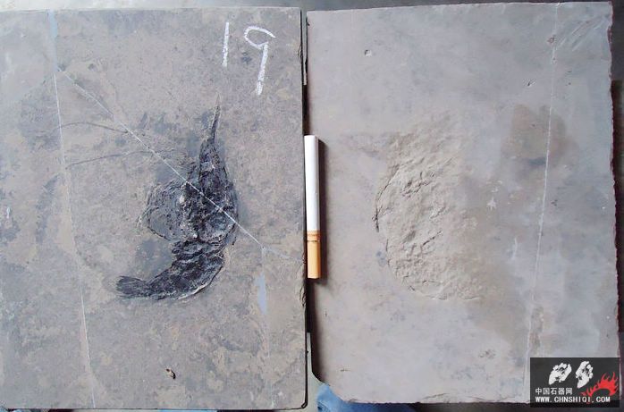 虾化石19.jpg