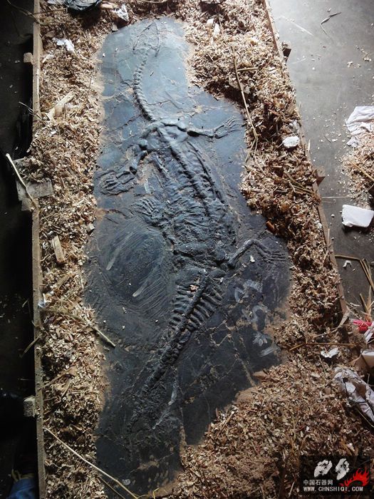 幻龙化石160cm.jpg