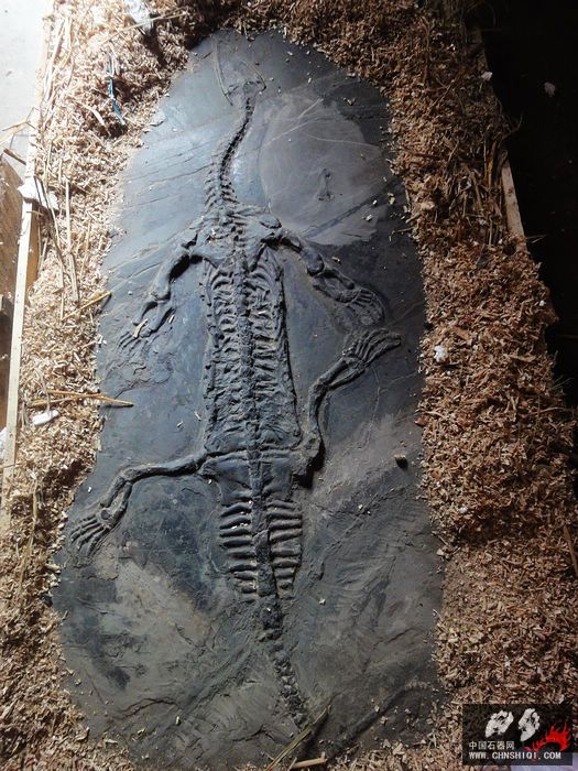 幻龙化石180cm .jpg