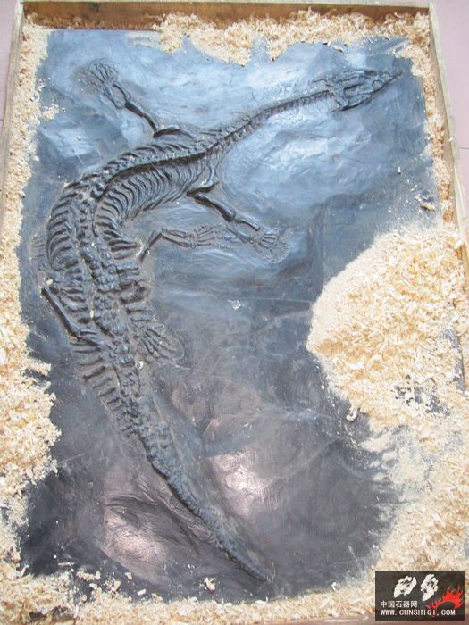幻龙化石156cm .jpg