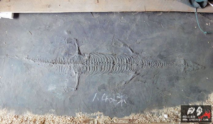 幻龙化石142cm.jpg
