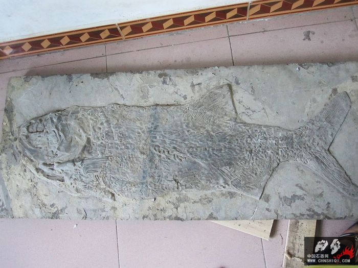 鱼化石123cm.jpg